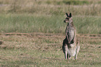 forester kangaroo