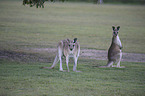 forester kangaroos