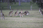 forester kangaroos