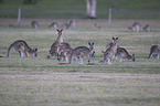 forester kangaroos