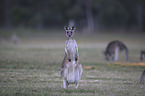 forester kangaroos