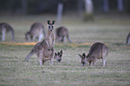 forester kangaroos