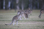 forester kangaroos