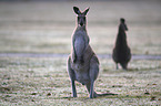 forester kangaroos