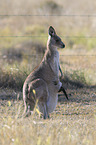 forester kangaroos