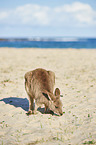 standing Eastern Grey Kangaroo