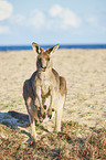 standing Eastern Grey Kangaroo