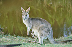 standing Eastern Grey Kangaroo