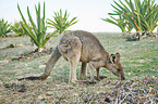 standing Eastern Grey Kangaroo