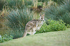 standing Eastern Grey Kangaroo