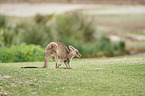 standing Eastern Grey Kangaroo