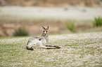 lying Eastern Grey Kangaroo