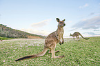 standing Eastern Grey Kangaroos
