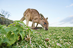 standing Eastern Grey Kangaroo