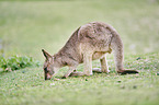 standing Eastern Grey Kangaroo
