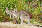 standing Eastern Grey Kangaroos