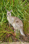 standing Eastern Grey Kangaroo