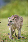 standing Eastern Grey Kangaroo