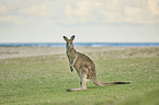 standing Eastern Grey Kangaroo