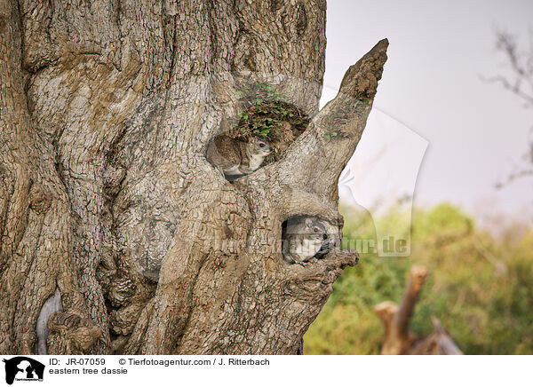 Steppenwald-Baumschliefer / eastern tree dassie / JR-07059