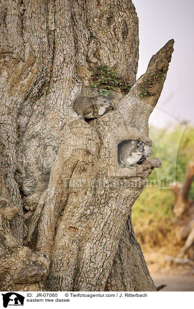 eastern tree dassie / JR-07060
