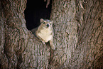 eastern tree dassie