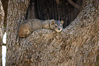 eastern tree dassie