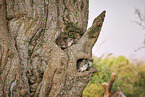 eastern tree dassie