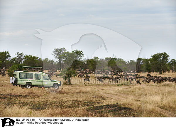 eastern white-bearded wildebeests / JR-05138