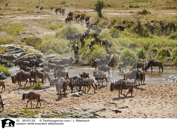 eastern white-bearded wildebeests / JR-05139