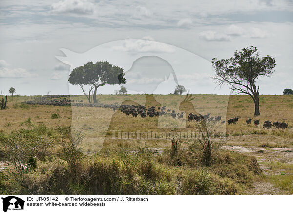 eastern white-bearded wildebeests / JR-05142