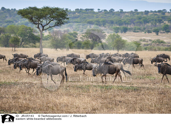 Weibartgnus / eastern white-bearded wildebeests / JR-05143
