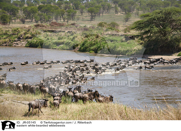 eastern white-bearded wildebeests / JR-05145