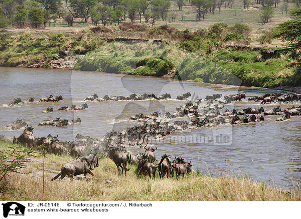 eastern white-bearded wildebeests / JR-05146