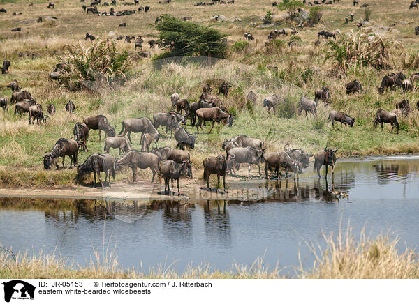 eastern white-bearded wildebeests / JR-05153