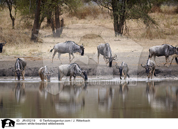 eastern white-bearded wildebeests / JR-05219