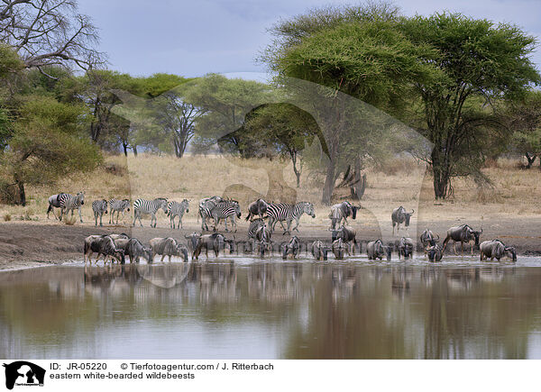 Weibartgnus / eastern white-bearded wildebeests / JR-05220