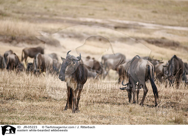 eastern white-bearded wildebeests / JR-05223