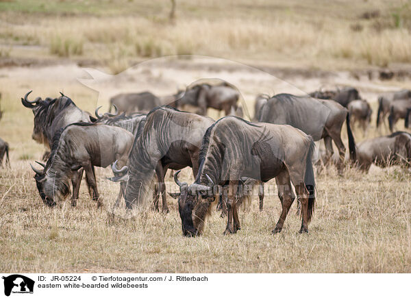 eastern white-bearded wildebeests / JR-05224