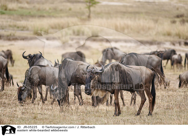 Weibartgnus / eastern white-bearded wildebeests / JR-05225