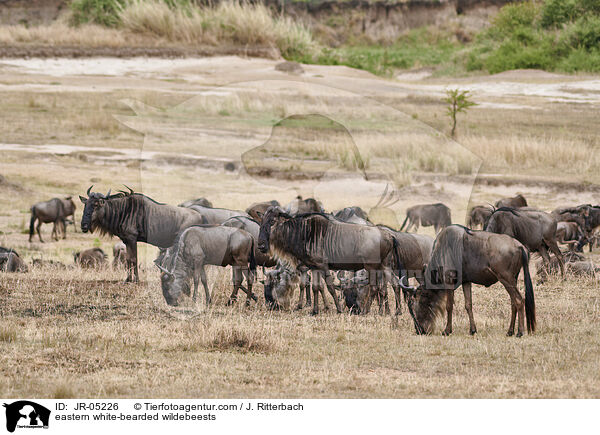 eastern white-bearded wildebeests / JR-05226