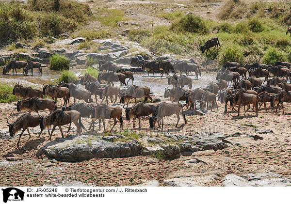 Weibartgnus / eastern white-bearded wildebeests / JR-05248