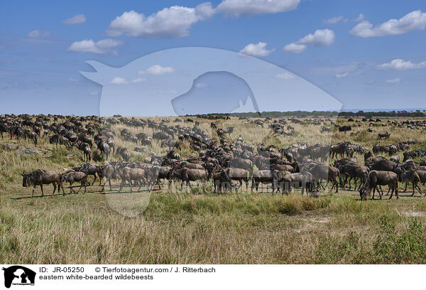 eastern white-bearded wildebeests / JR-05250