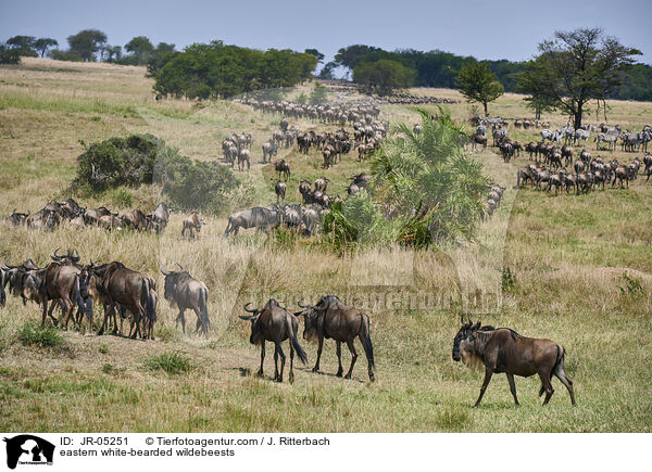 eastern white-bearded wildebeests / JR-05251