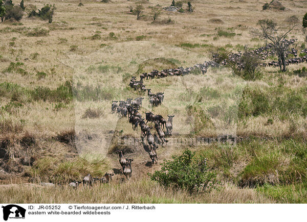 eastern white-bearded wildebeests / JR-05252