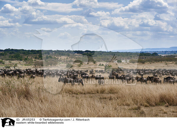 eastern white-bearded wildebeests / JR-05253