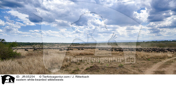 eastern white-bearded wildebeests / JR-05254