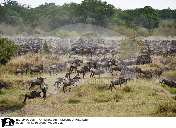 Weibartgnus / eastern white-bearded wildebeests / JR-05258