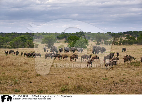 Weibartgnus / eastern white-bearded wildebeests / JR-05259
