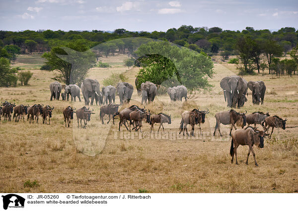 eastern white-bearded wildebeests / JR-05260